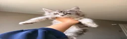 Maine Coon cats for sale: XL MAINE COON EUROPEAN LINES! Ready now!  - Advert 4