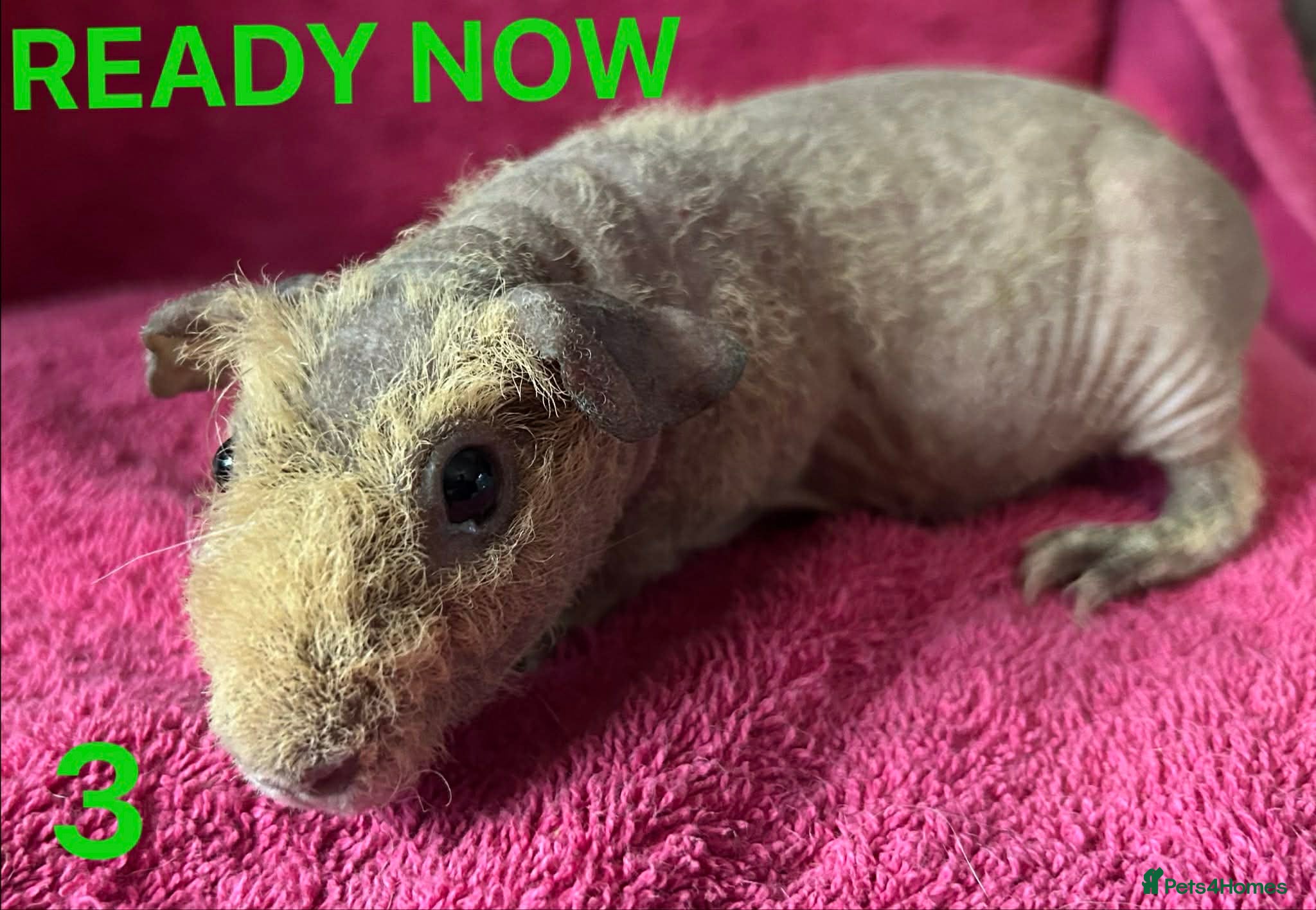 Guinea Pig rodents Skinny Pig Sows.  - Advert 5