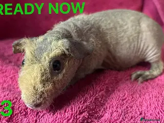 Guinea Pig rodents Skinny Pig Sows. - Advert 5