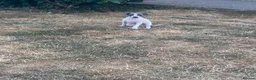 Italian Greyhound dogs for sale: Italian greyhounds - Advert 7