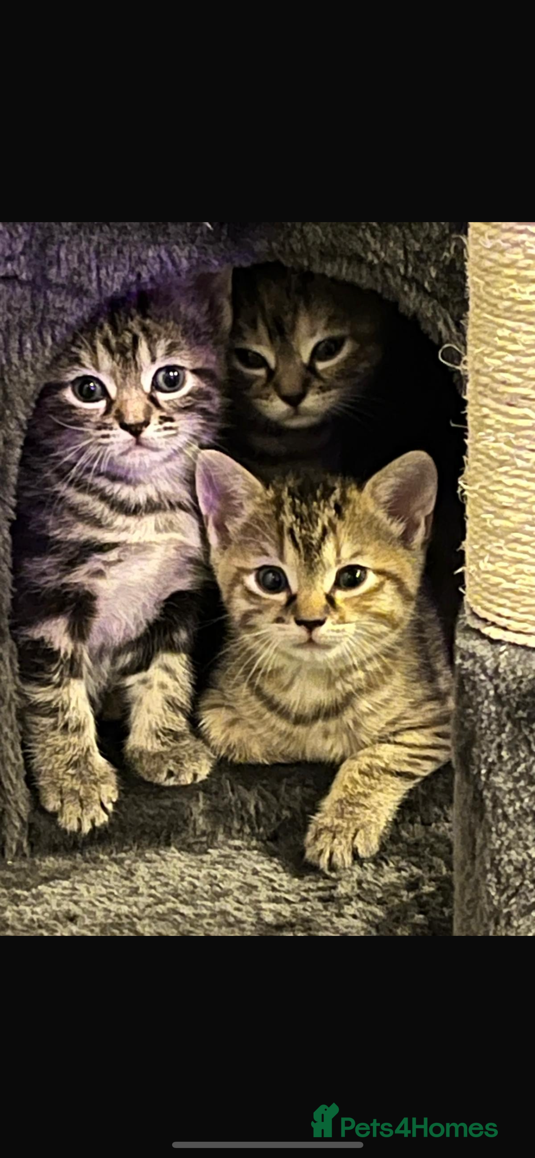 Mixed Breed cats for sale: Half bengal / tabby’s  - Image 9