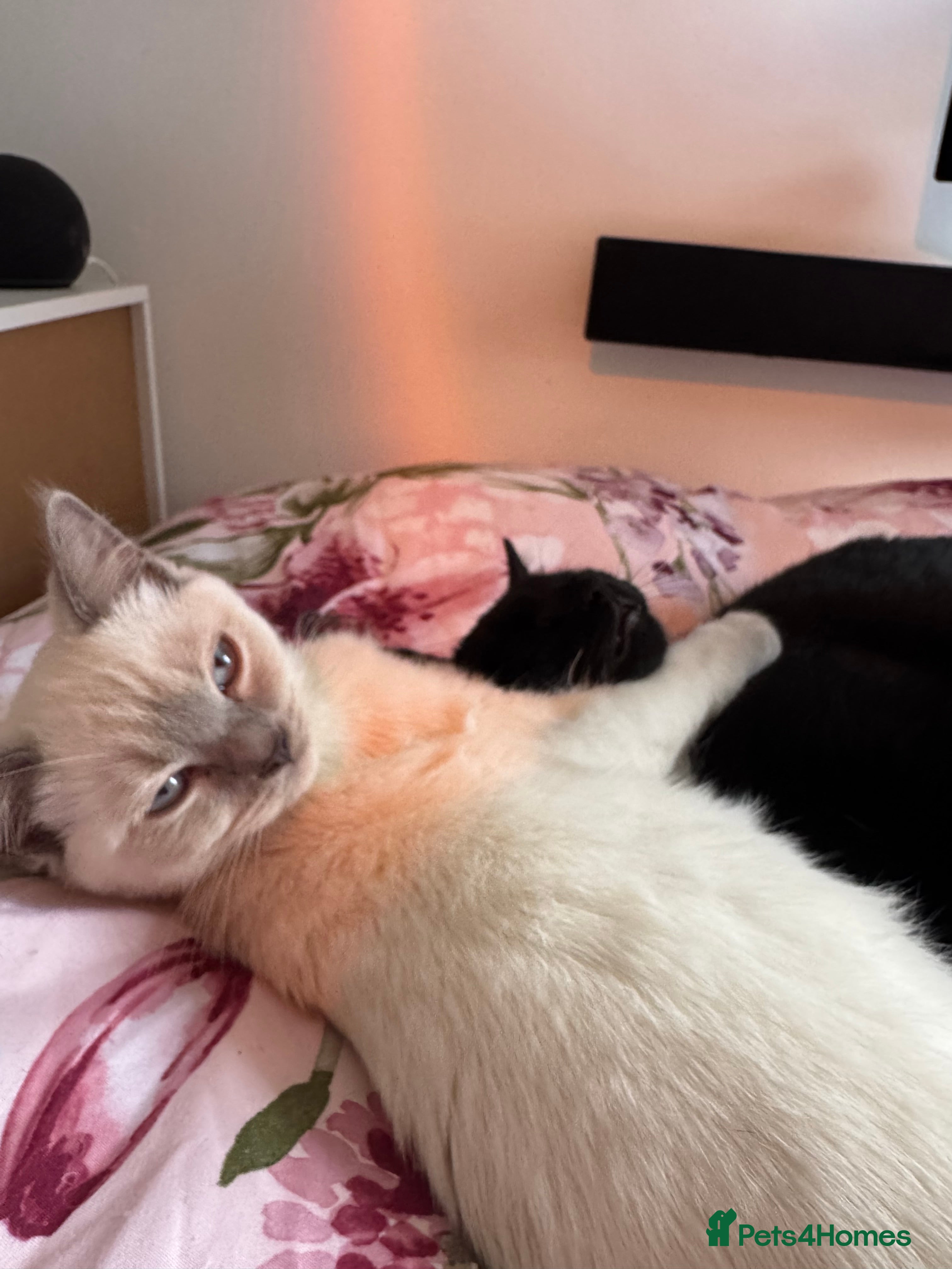 Ragdoll cats Bonded pair of female cats  - Advert 1