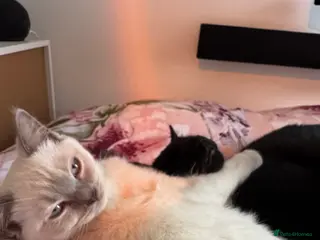 Ragdoll cats Bonded pair of female cats - Advert 1