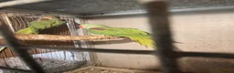 Parrots birds for sale: Pair of Alexandrine parrots for sale in Romford - Advert 2