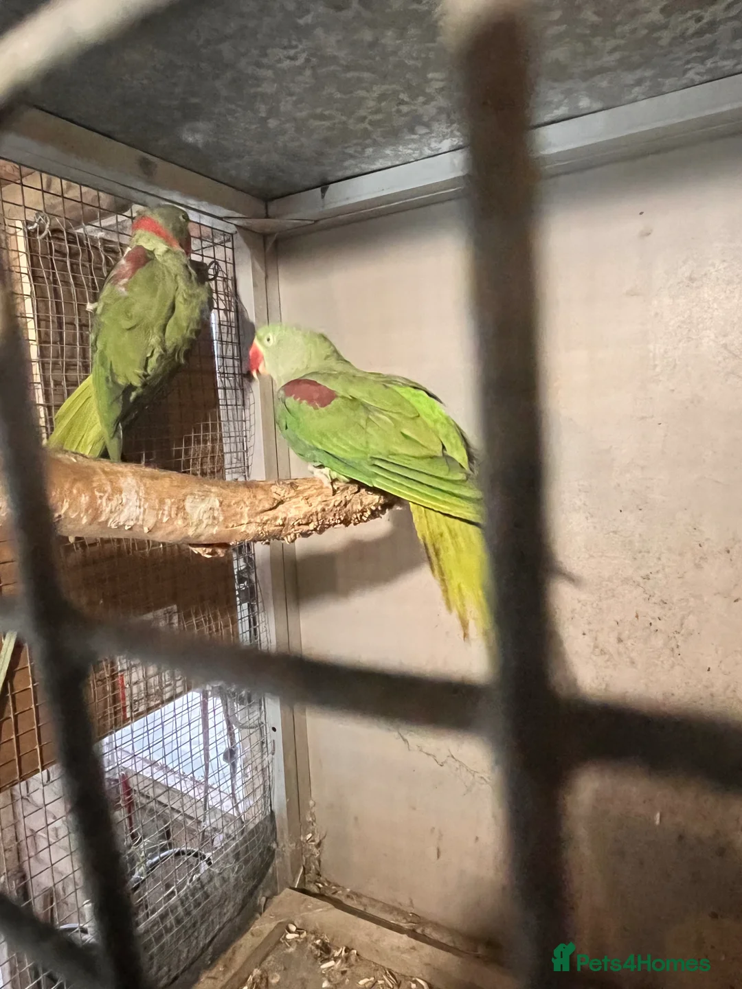 Parrots birds for sale: Pair of Alexandrine parrots for sale in Romford - Advert 2