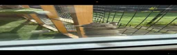 Scottish Fold cats for sale: Scottish fold / British short hair - Advert 8