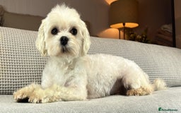 Maltese dogs for sale: 18 month old KC Maltese boy  - Image 2