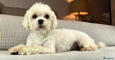 Maltese dogs - Advert 14