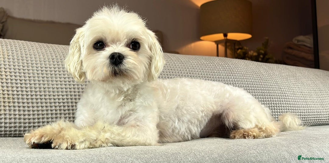 Maltese dogs for sale: 18 month old KC Maltese boy  - Image 2