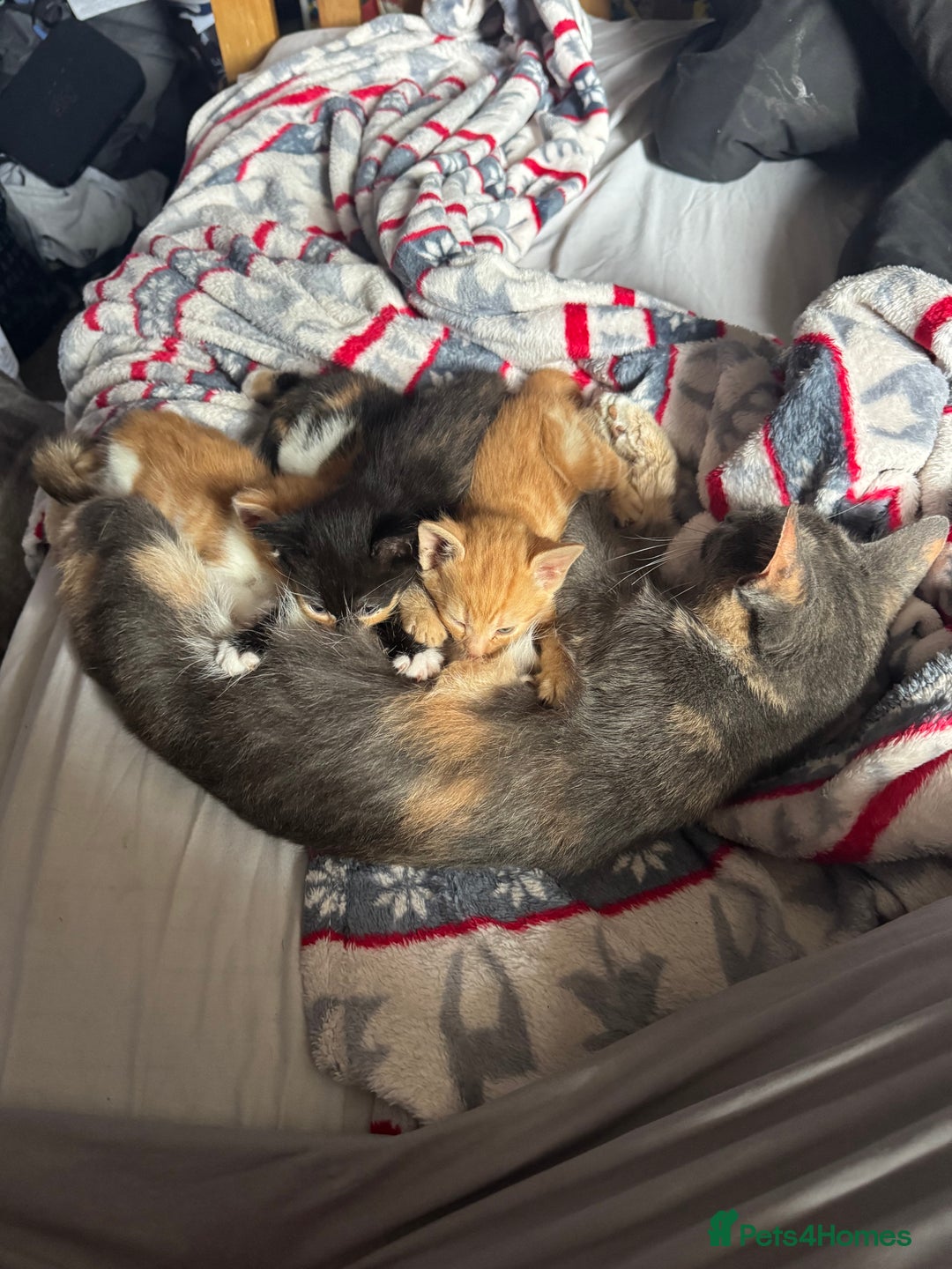 Mixed Breed cats for sale: Kittens for sale  - Image 10
