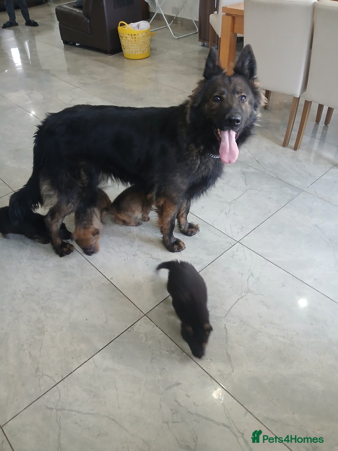 German Shepherd dogs for sale: German shepherd pups now ready for their new homes - Advert 6