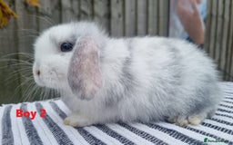 Mini Lop rabbits for sale: Trained French x Mini Lop Bunnies. Please Read! - Image 2