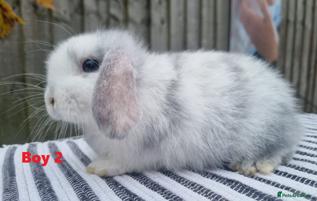 Mini Lop rabbits for sale: Trained French x Mini Lop Bunnies. Please Read! - Image 2