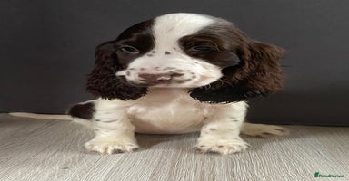 Cocker Spaniel dogs - Advert 14