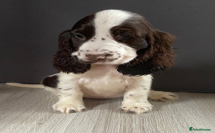 Cocker Spaniel dogs - Advert 7