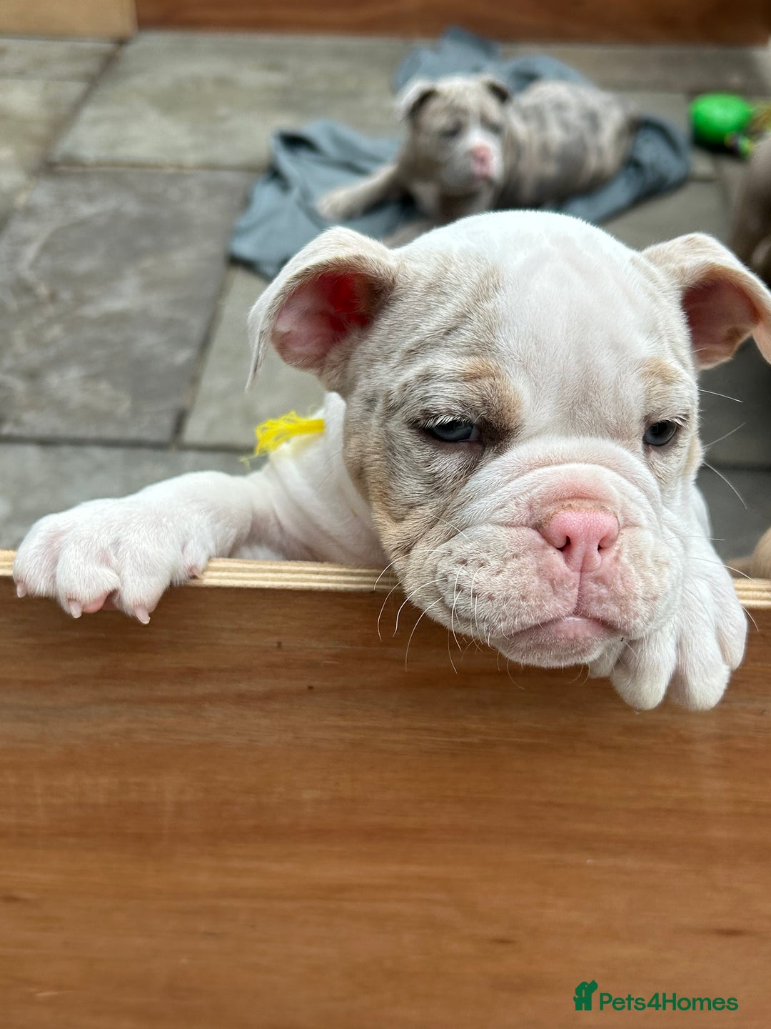 Olde English Bulldogge dogs for sale: Olde English bulldoge pups  - Image 23