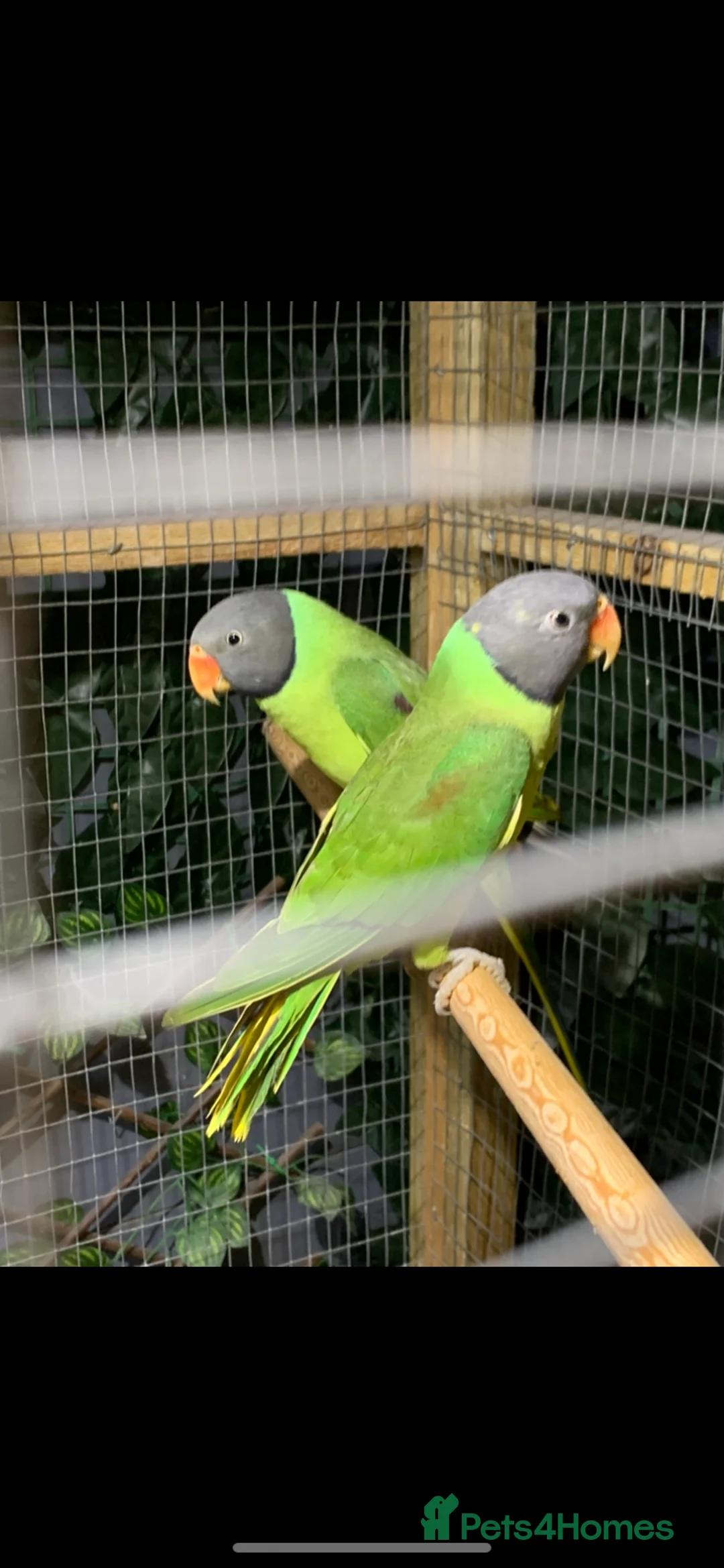Parakeets birds for sale: Breeding pair of slaty headed parakeets  in Redruth - Advert 4