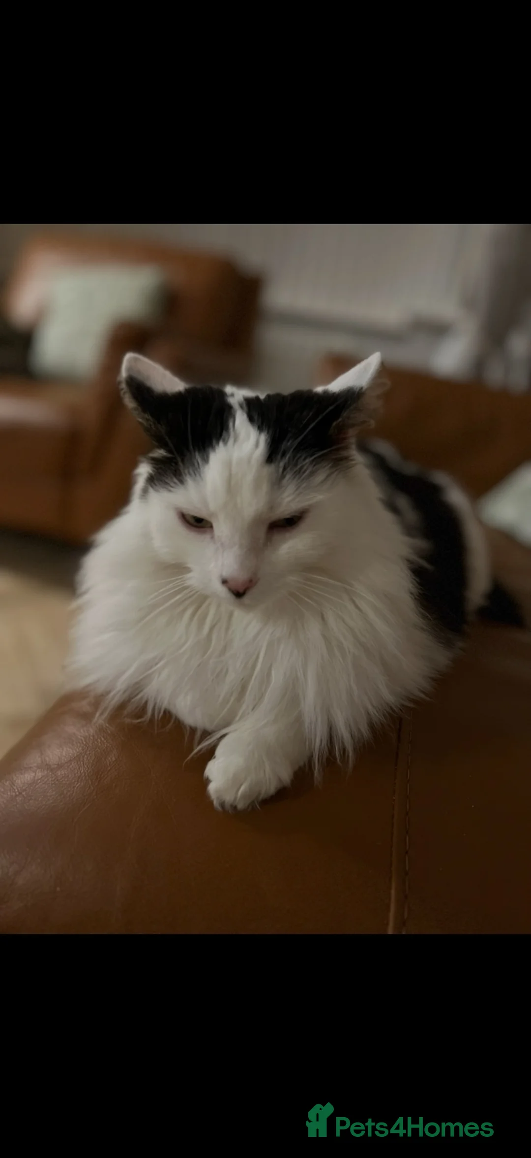 Mixed Breed cats for sale: Beautiful Home Wanted for Our loved Cat, Fluffy ❤️ - Advert 3
