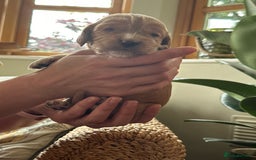 Cocker Spaniel dogs for sale: Upcoming Litter: KC Working Cocker Puppies - Image 23