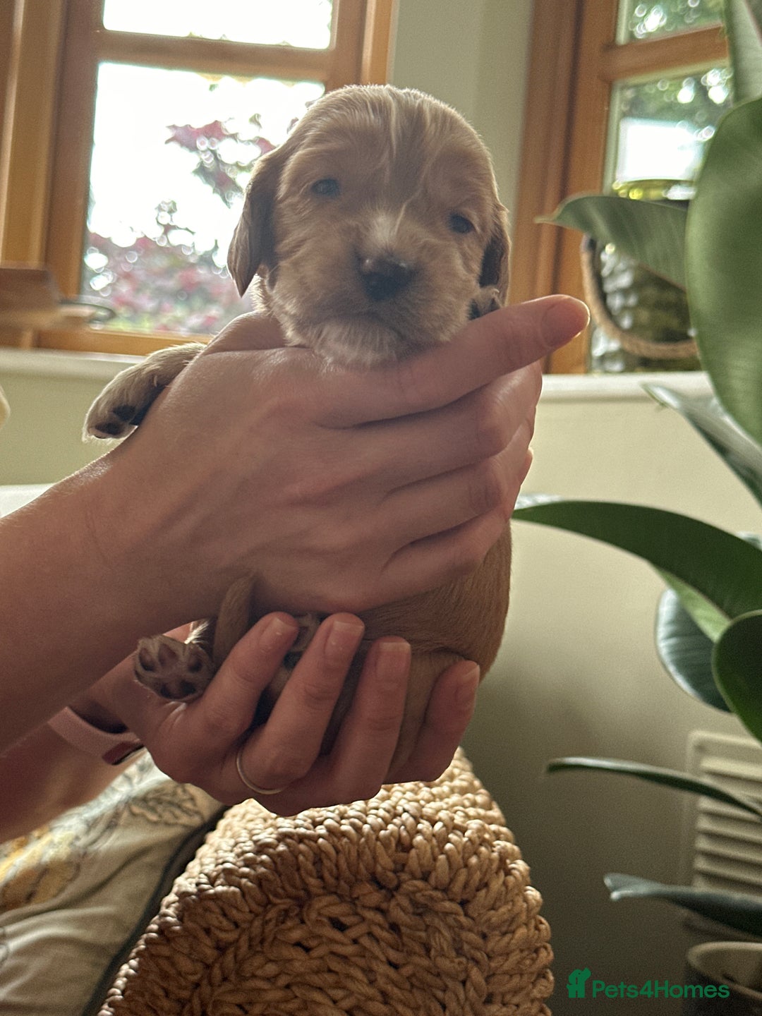 Cocker Spaniel dogs for sale: Upcoming Litter: KC Working Cocker Puppies - Image 23