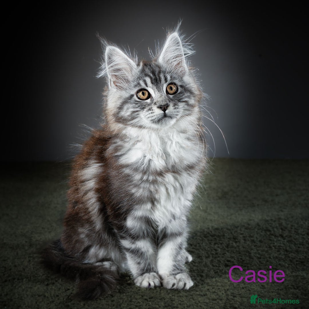 Maine Coon cats for sale: Purebred Maine Coon Kittens - Image 5