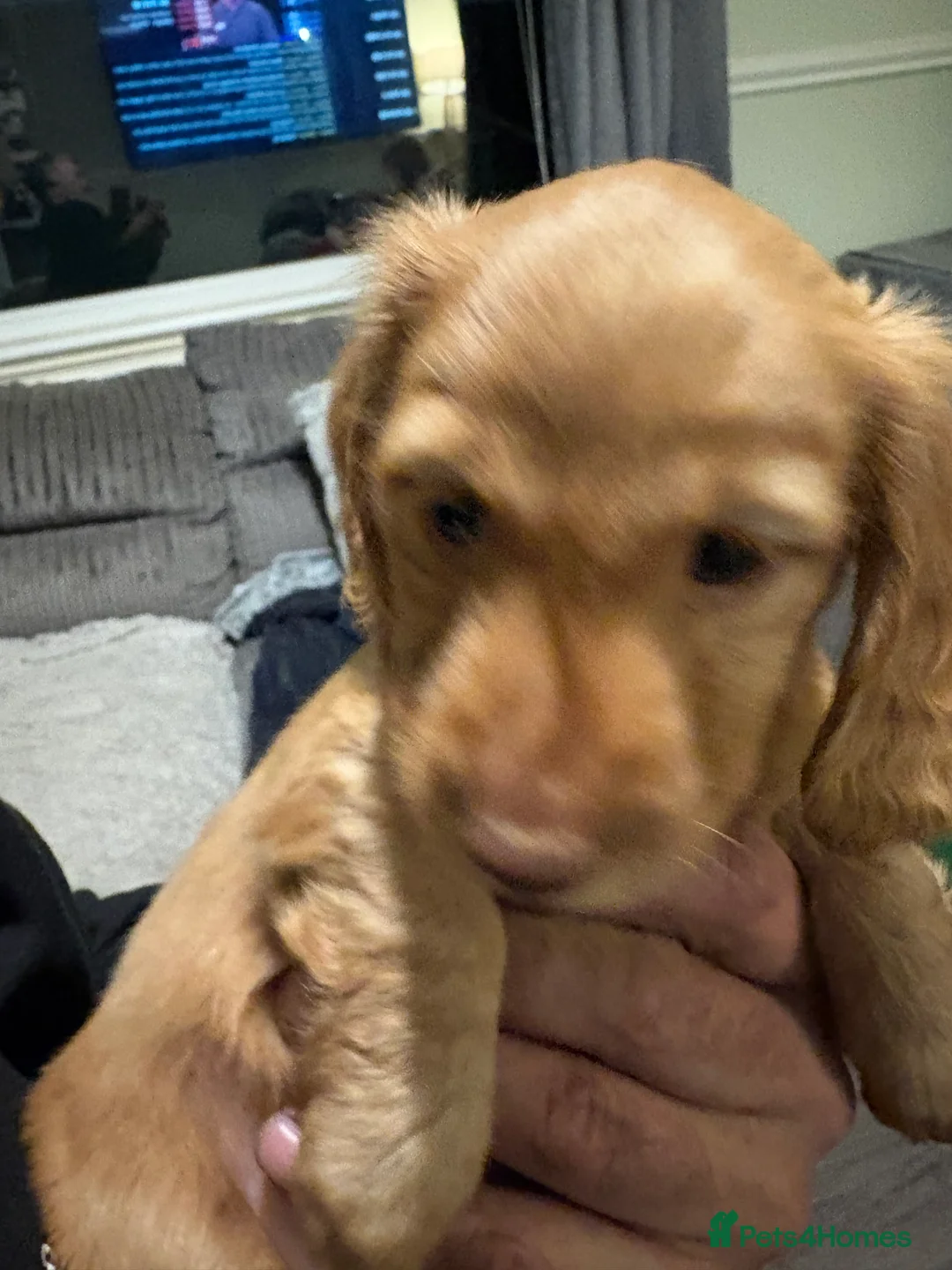 Dachshund dogs for sale: Long haired girl and left  - Advert 8