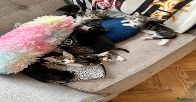 Mixed Breed cats - Advert 7