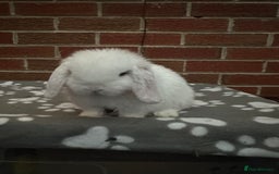 Mini Lop rabbits for sale: Pure bred minilop buck - Image 1