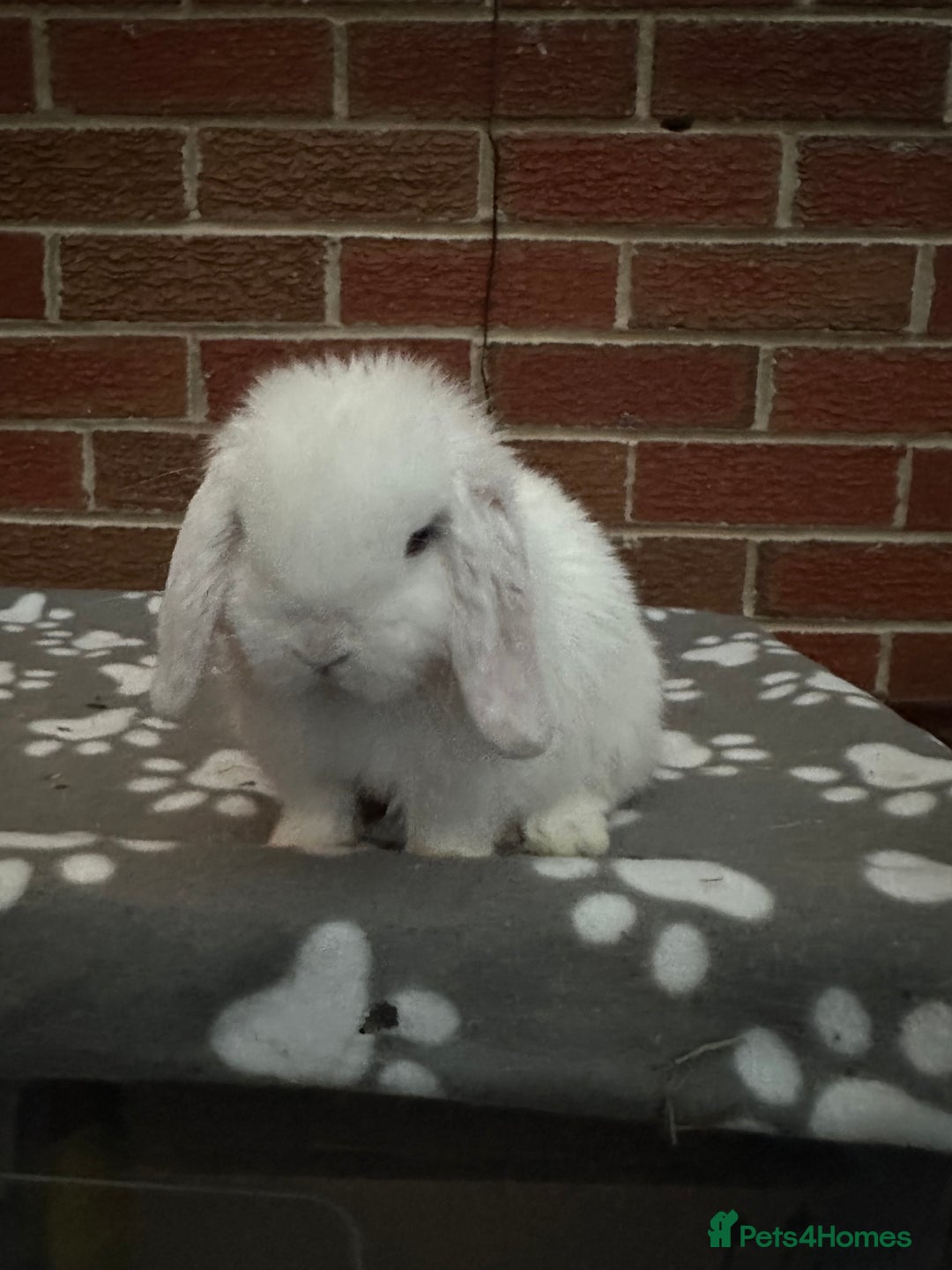 Mini Lop rabbits for sale: Pure bred minilop buck - Image 1