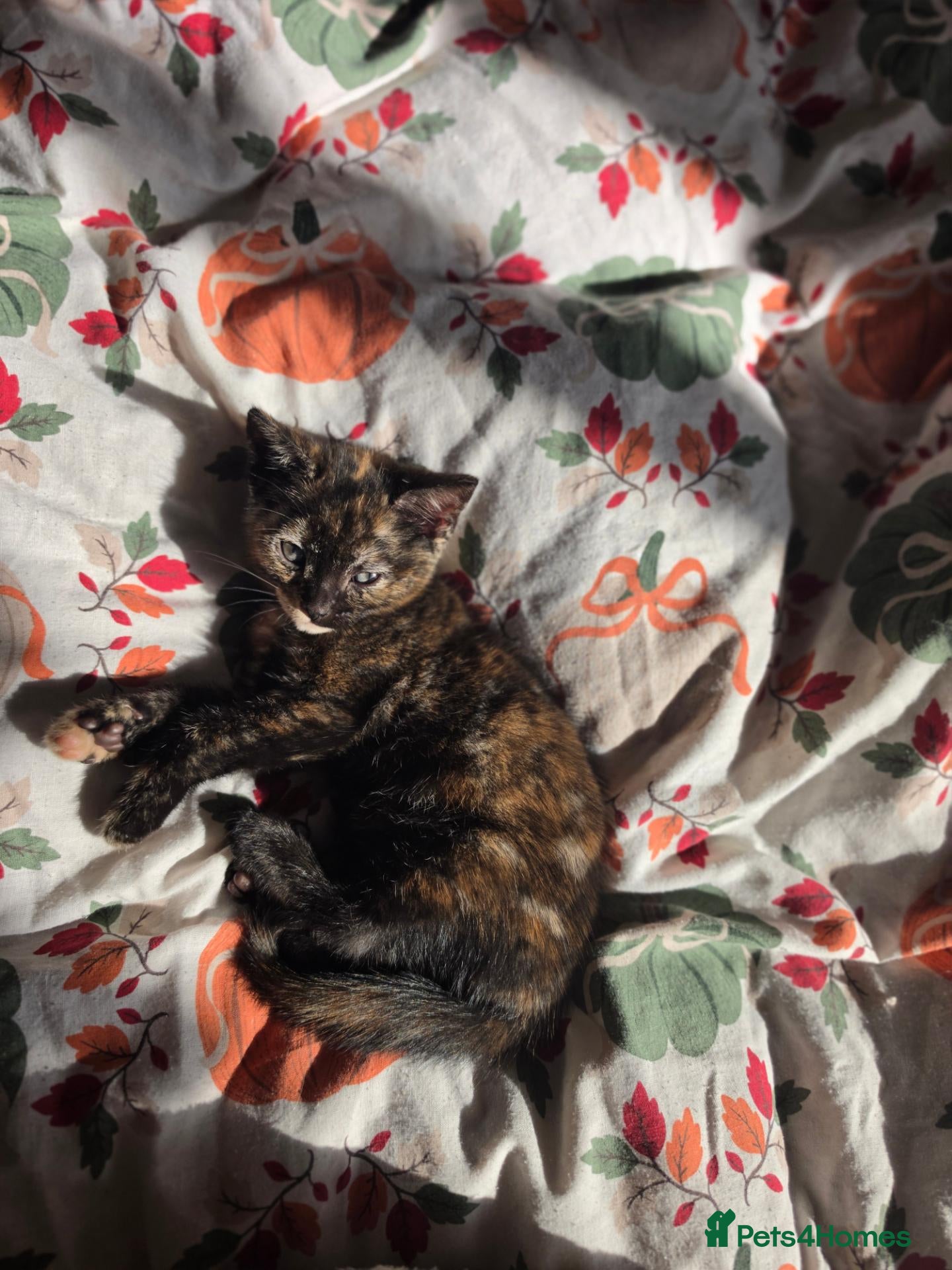 Mixed Breed cats Last 2 tortoiseshell kittens!  - Advert 2