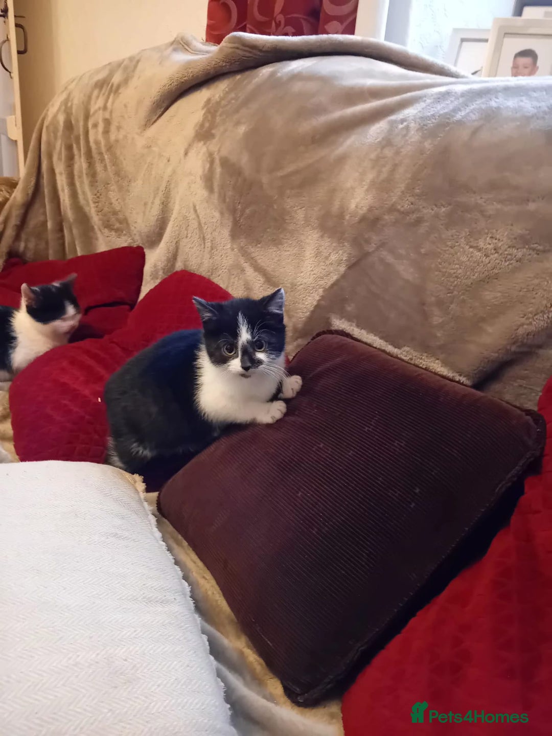 Mixed Breed cats for sale: Beautiful kitten's  - Advert 4