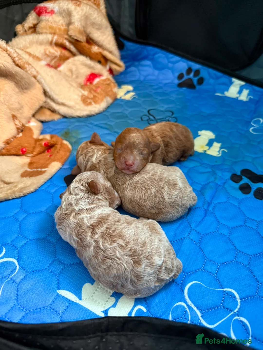 Maltipoo dogs for sale: Asian Toy Maltipoo - Advert 21