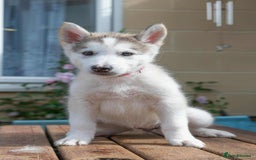 Mixed Breed dogs for sale: Fully vaccinated husky/Malamute Puppies. 3 Left  - Image 14