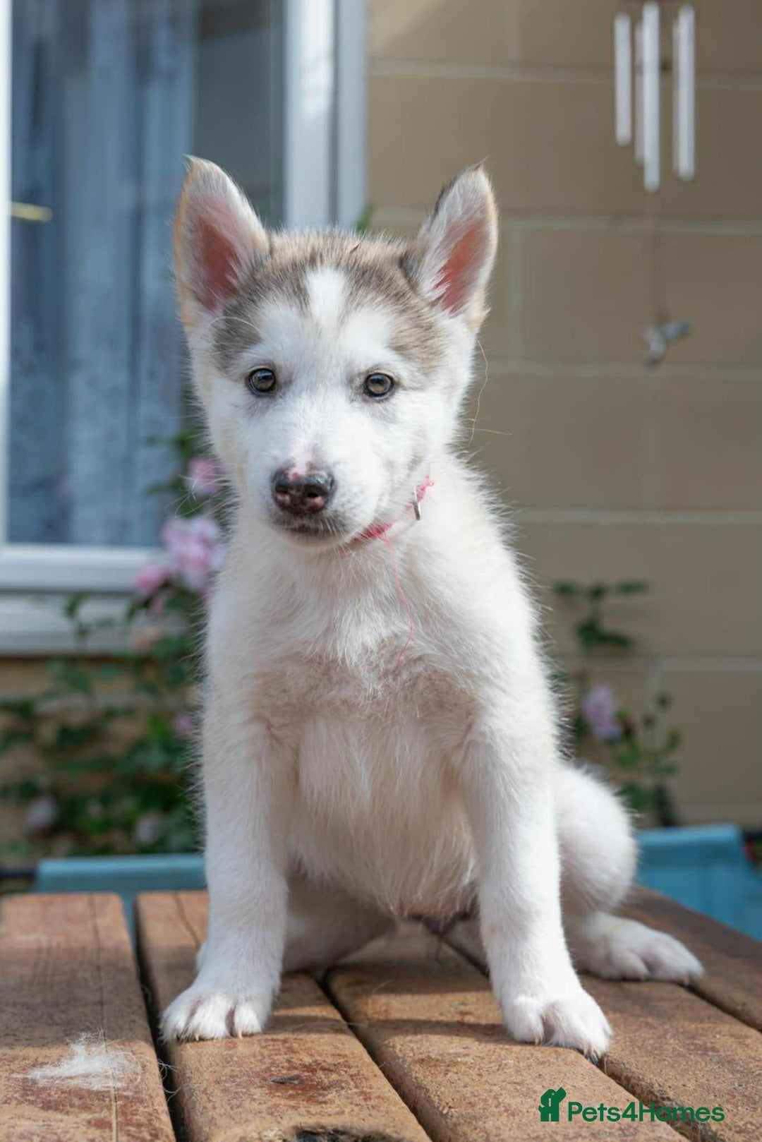 Mixed Breed dogs for sale: Fully vaccinated husky/Malamute Puppies. 3 Left  - Image 14