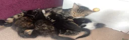 Mixed Breed cats for sale: Last little lady to find her forever home in Saltash - Advert 8