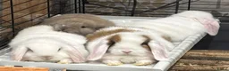 Mini Lop rabbits for sale: Beautiful baby mini lops - Advert 21