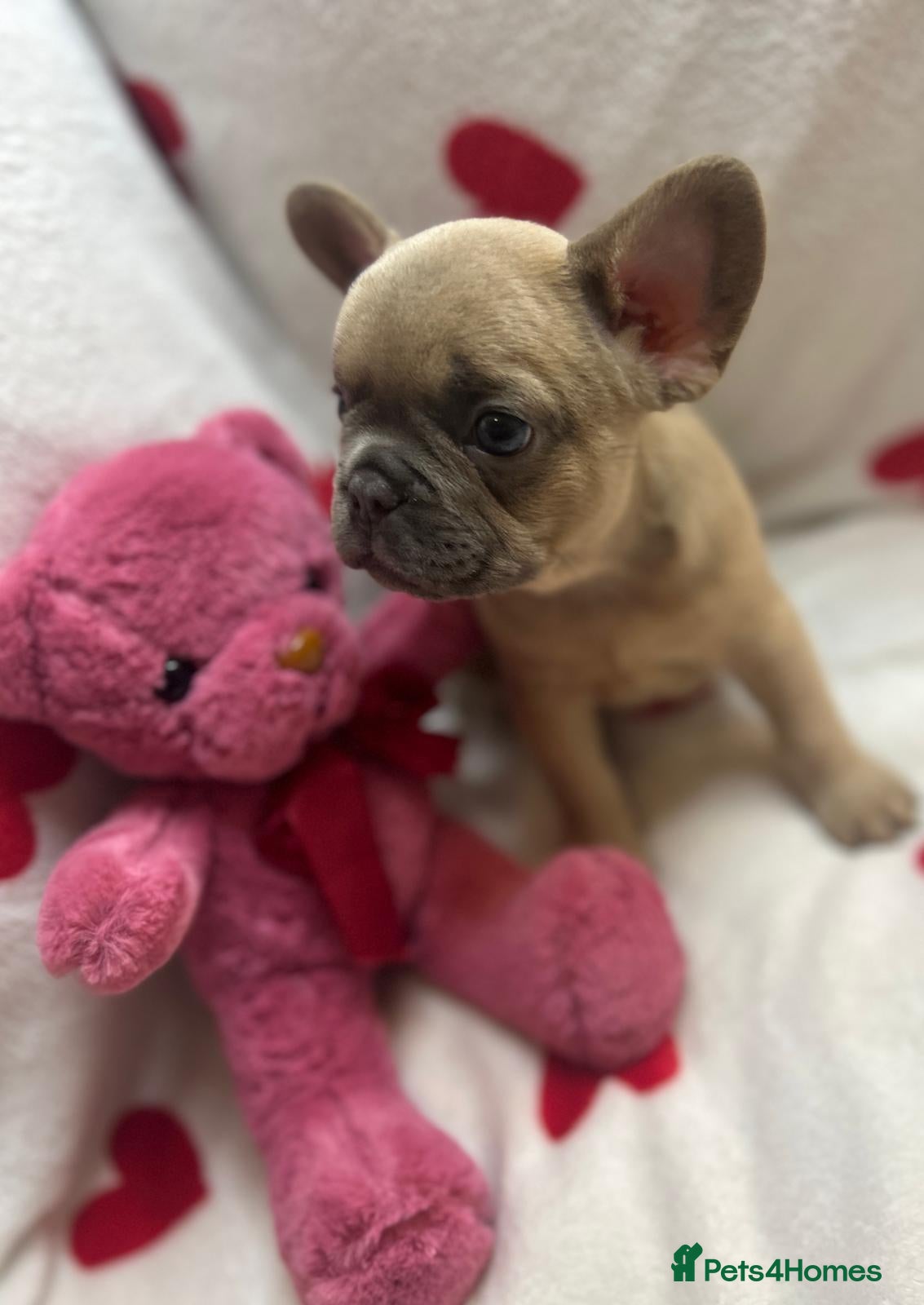 French Bulldog dogs Gorgeous Fluffy French Bulldog Puppies - Advert 2