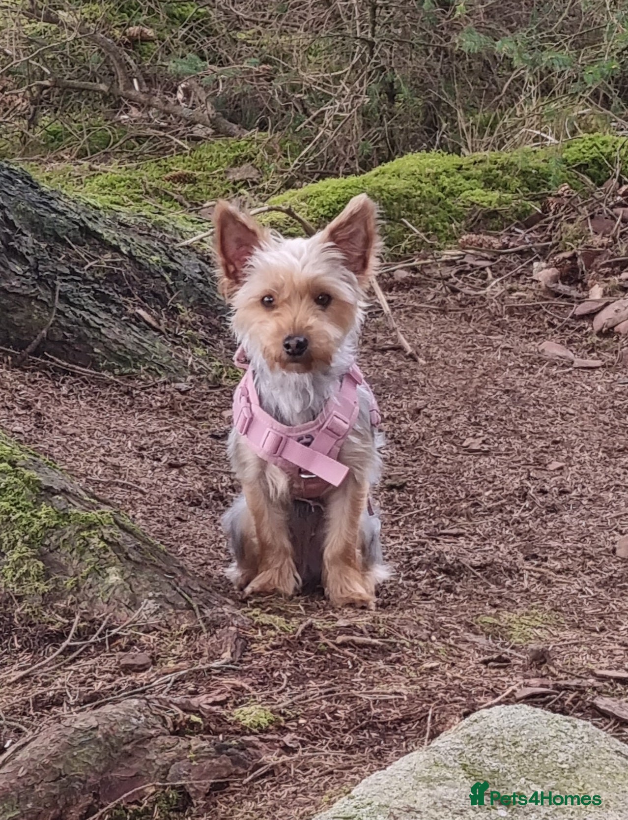 Yorkshire Terrier dogs for sale: Yorkshire terrier  - Advert 3