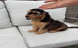 Cockapoo dogs for sale: F1 Cockapoo Puppies DNA clear in Denbigh - Image 4