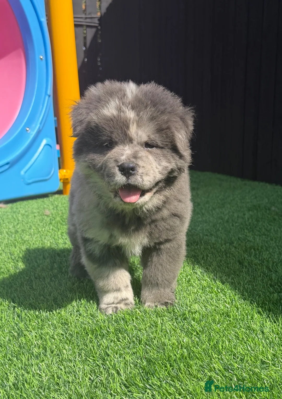 Chow Chow dogs for sale: Stunning Exotic colour chowski puppies for sale - Advert 40
