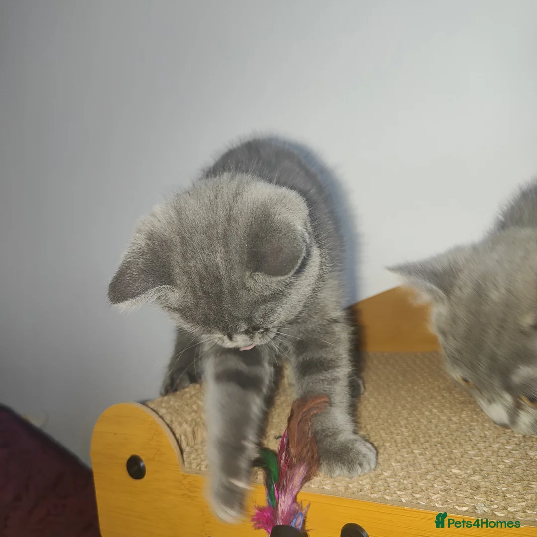 Scottish Fold cats for sale: ❤ready to leave today - Advert 12