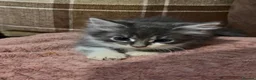 Mixed Breed cats for sale: 3 beautiful male kittens (dad is Persian)  - Advert 4