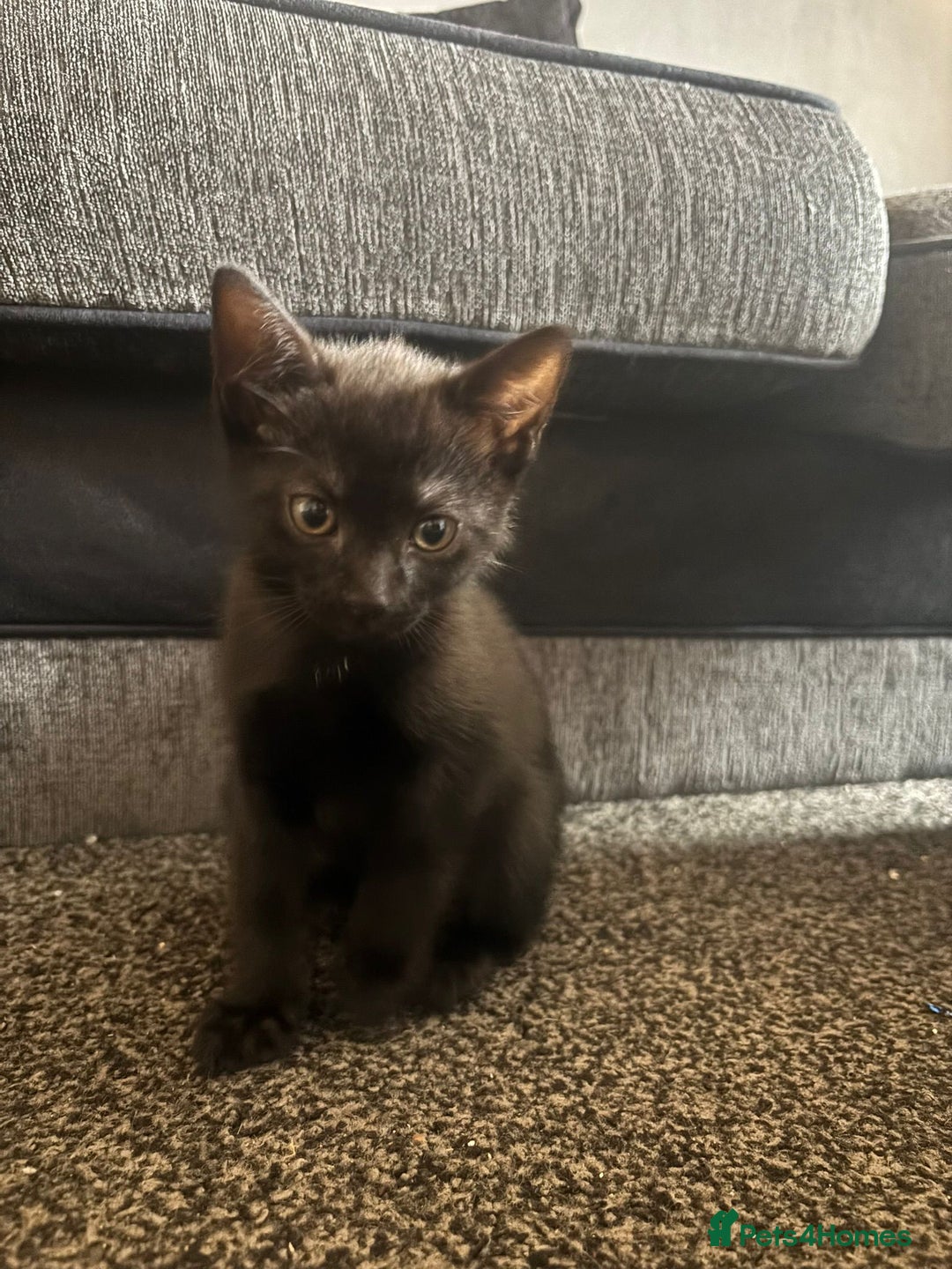 Mixed Breed cats for sale: 5 Black kittens - Image 5