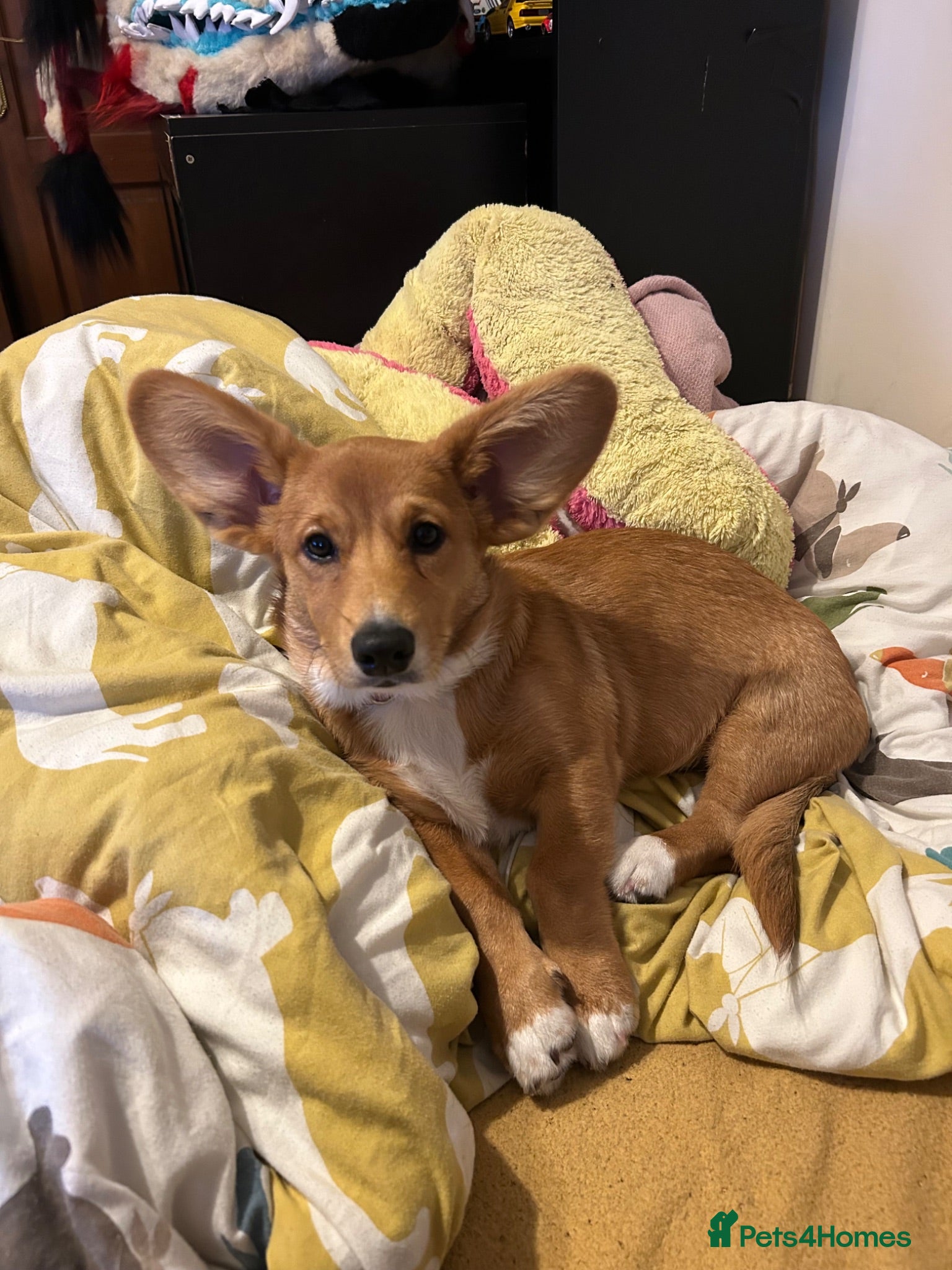 Welsh Corgi Cardigan dogs Welsh cardigan corgi  - Advert 1