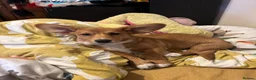 Welsh Corgi Cardigan dogs for sale: Welsh cardigan corgi  in Radstock - Advert 1