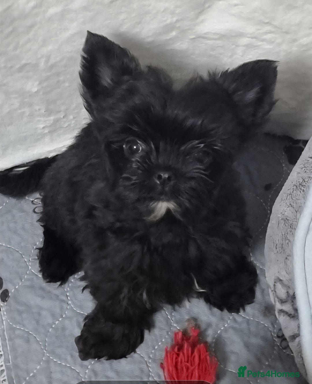 Yorkshire Terrier dogs for sale: Yorkshire Terrier puppies  - Image 21