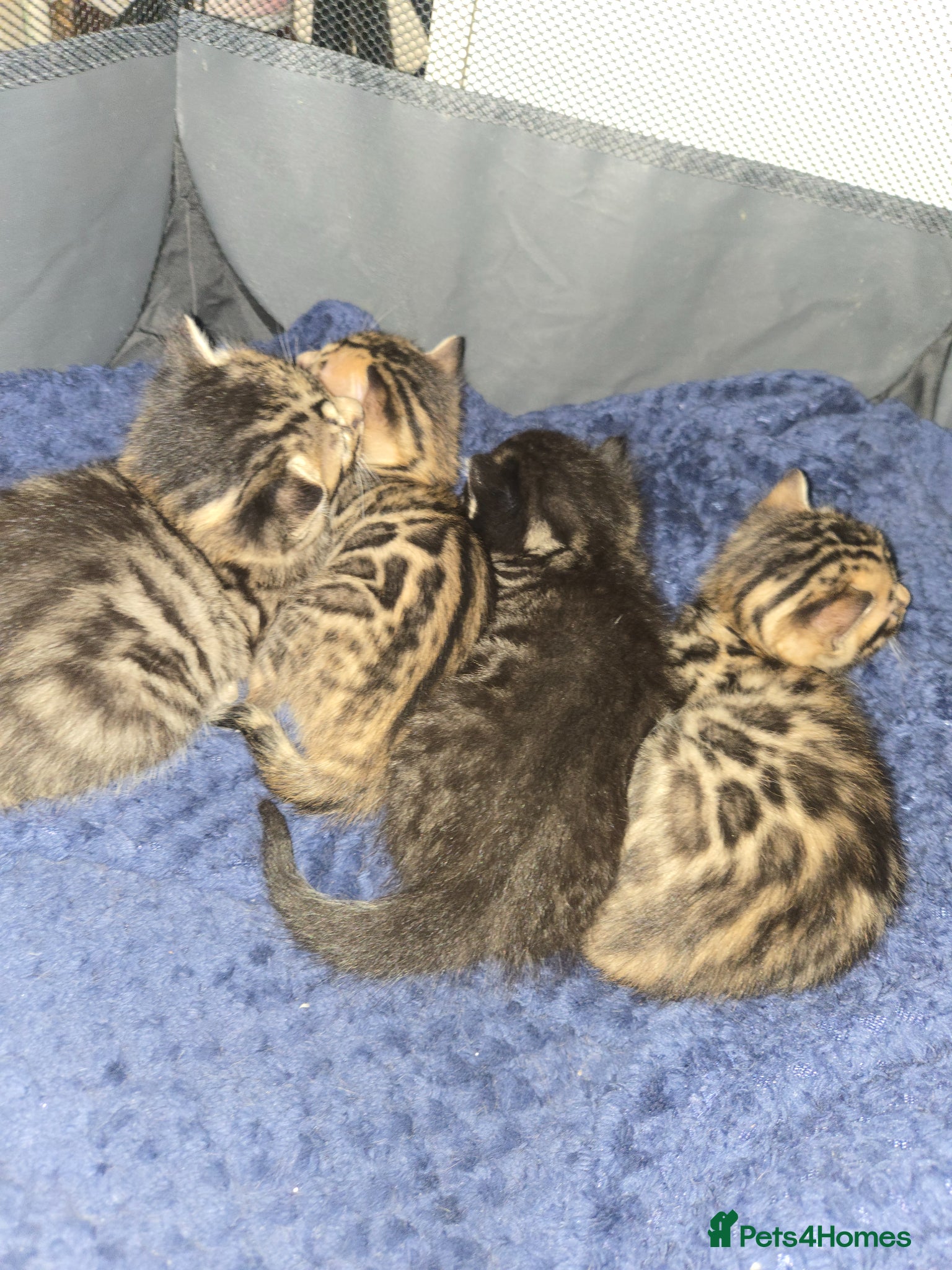 Bengal cats Bengal kittens ready for their forever homes  - Advert 1