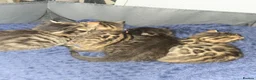 Bengal cats for sale: Bengal kittens ready for their forever homes  - Advert 1