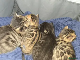Bengal cats Bengal kittens, Last 2 boys available! - Advert 3