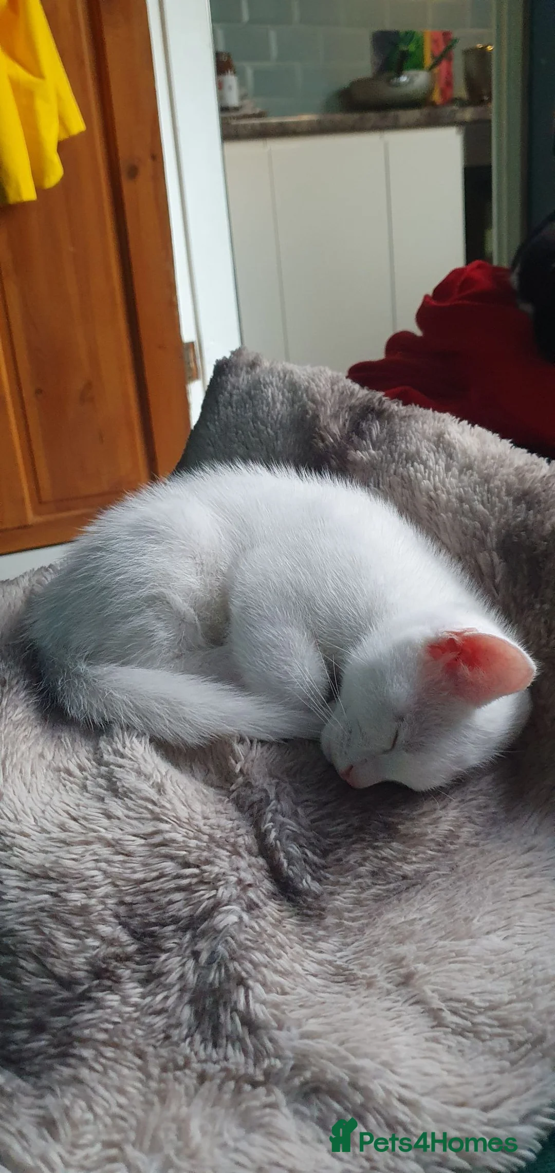 Mixed Breed cats for sale: 3  kittens😸 ready to go dad white angora mum toby - Advert 2